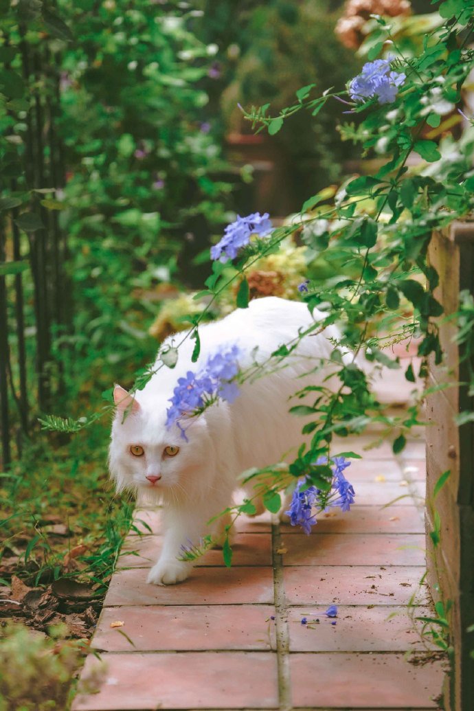 点击大图看下一张：花园里的美猫图片