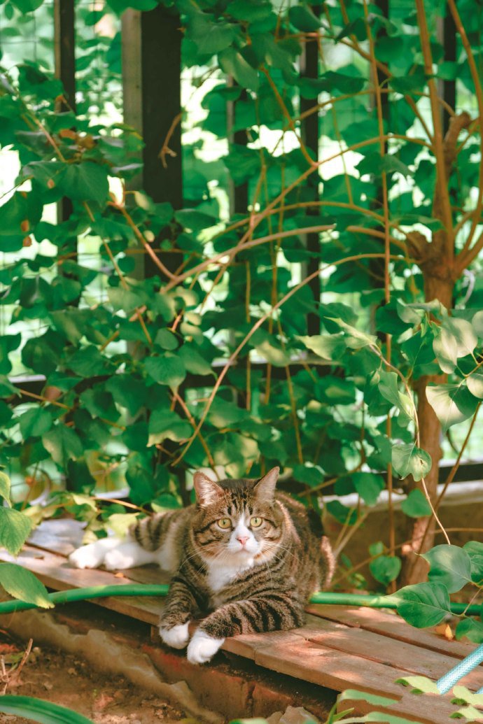 点击大图看下一张：花园里的美猫图片