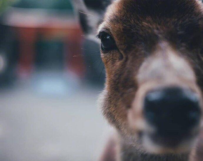 点击大图看下一张：一组意境感超美的奈良小鹿