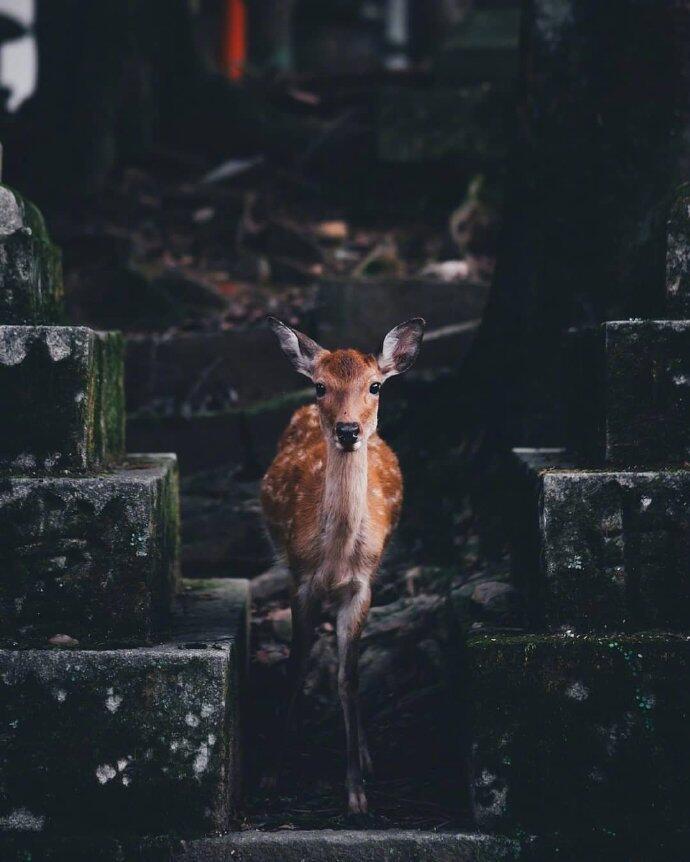 点击大图看下一张：一组意境感超美的奈良小鹿
