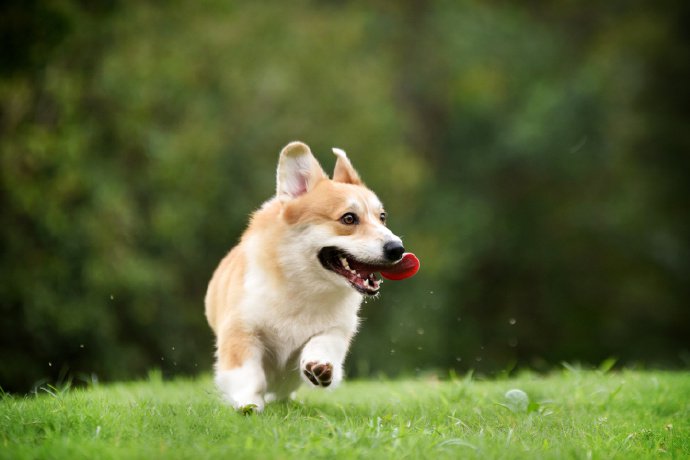 点击大图看下一张：青青草地上超乖的柯基狗狗