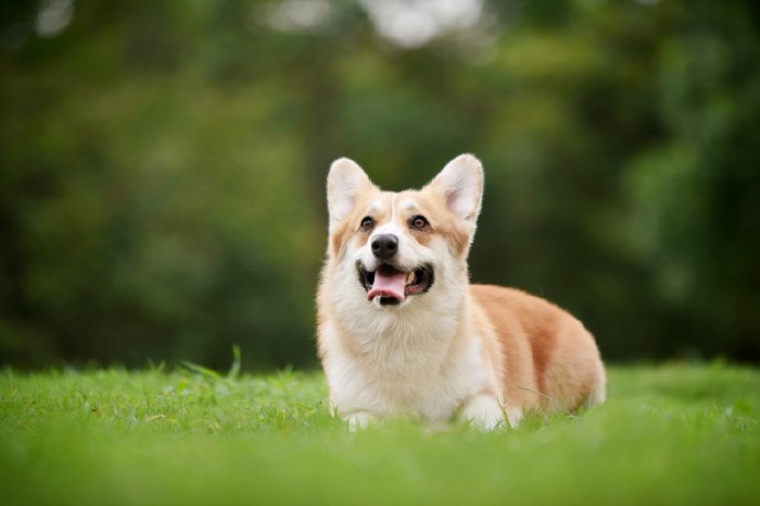 点击大图看下一张：青青草地上超乖的柯基狗狗