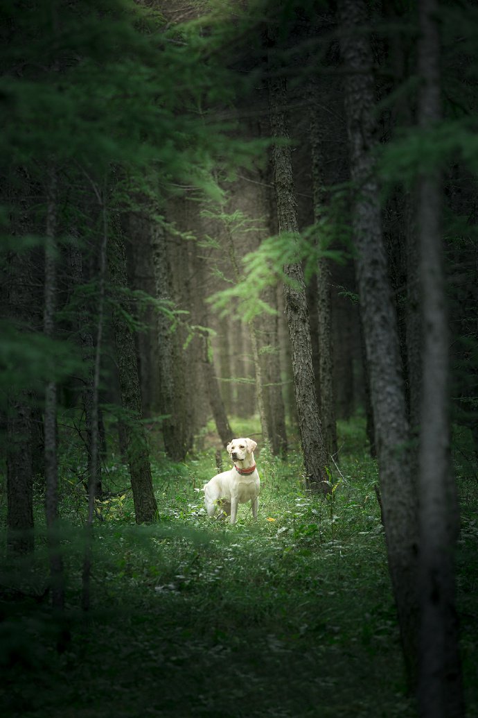 点击大图看下一张：一组森系的狗狗图片欣赏