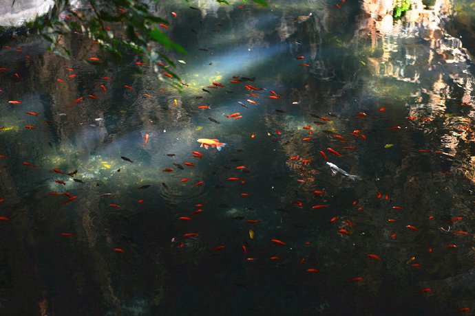点击大图看下一张：池映岩石，光射游鱼