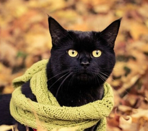 点击大图看下一张：一组系围巾的可爱猫咪图片