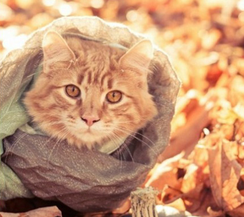 点击大图看下一张：一组系围巾的可爱猫咪图片