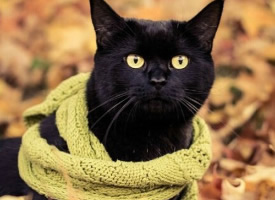 一组系围巾的可爱猫咪图片