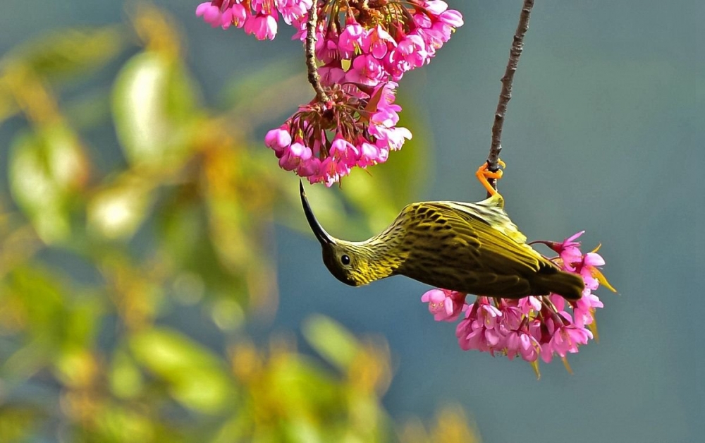 点击大图看下一张：喜欢鲜花的纹背捕蛛鸟
