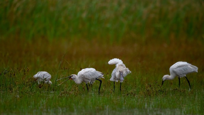 点击大图看下一张：一组白琵鹭觅食图片