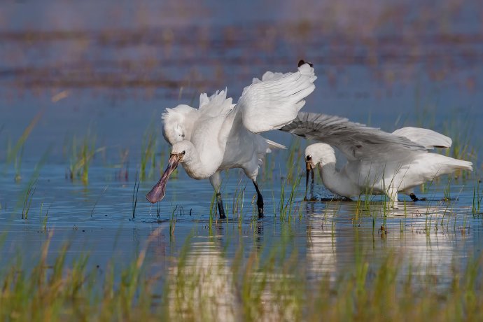 点击大图看下一张：一组白琵鹭觅食图片