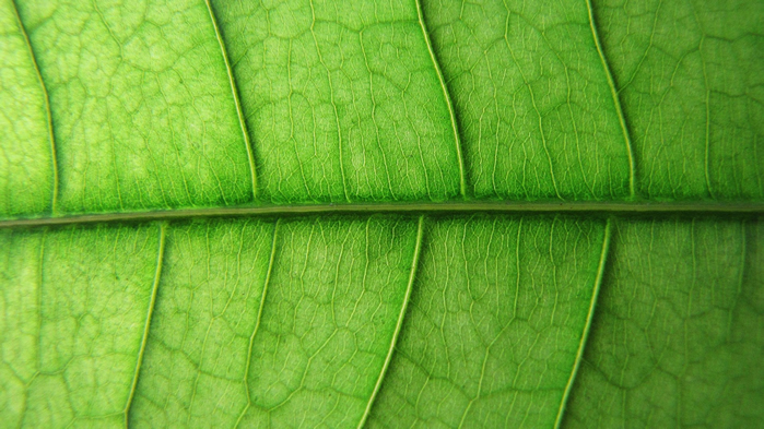 点击大图看下一张：绿色植物清新养眼绿叶桌面壁纸