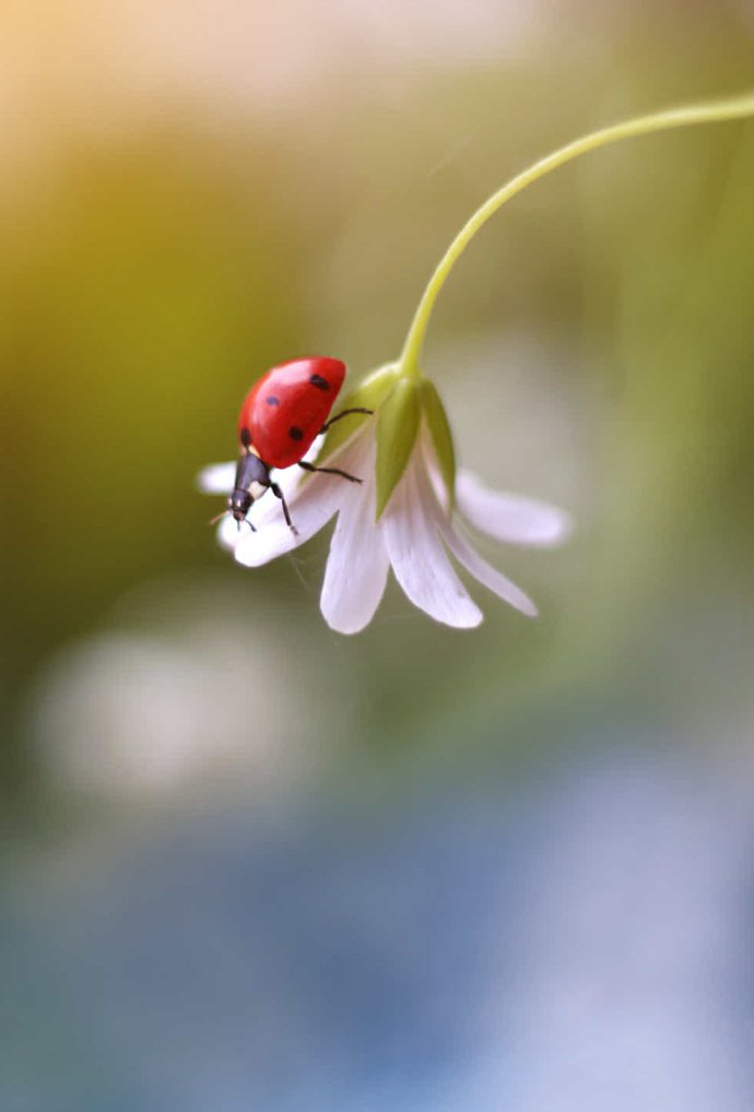 点击大图看下一张：花卉与小瓢虫的美景图片