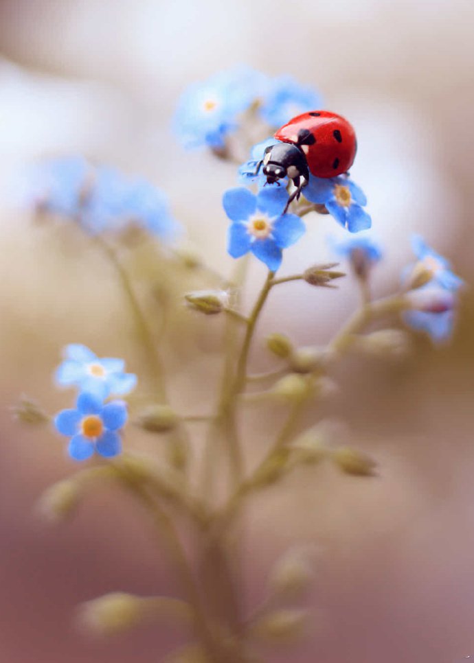 点击大图看下一张：花卉与小瓢虫的美景图片