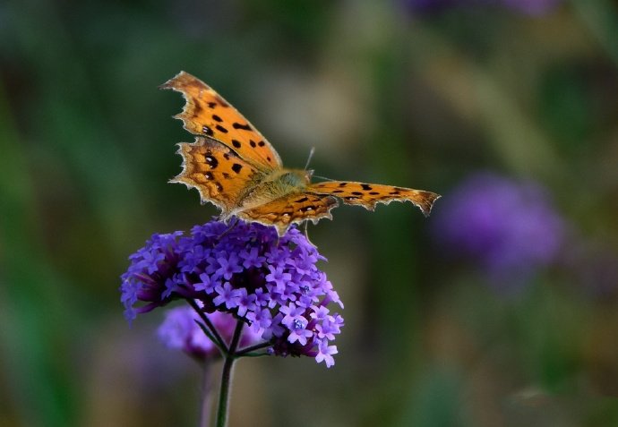 点击大图看下一张：一组秋色蝶恋花的美景图片