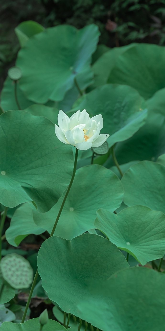 点击大图看下一张：一组清新淡雅的白荷花图片