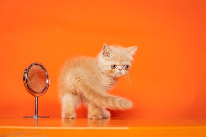 点击大图看下一张：一组奶里奶气的小猫图片
