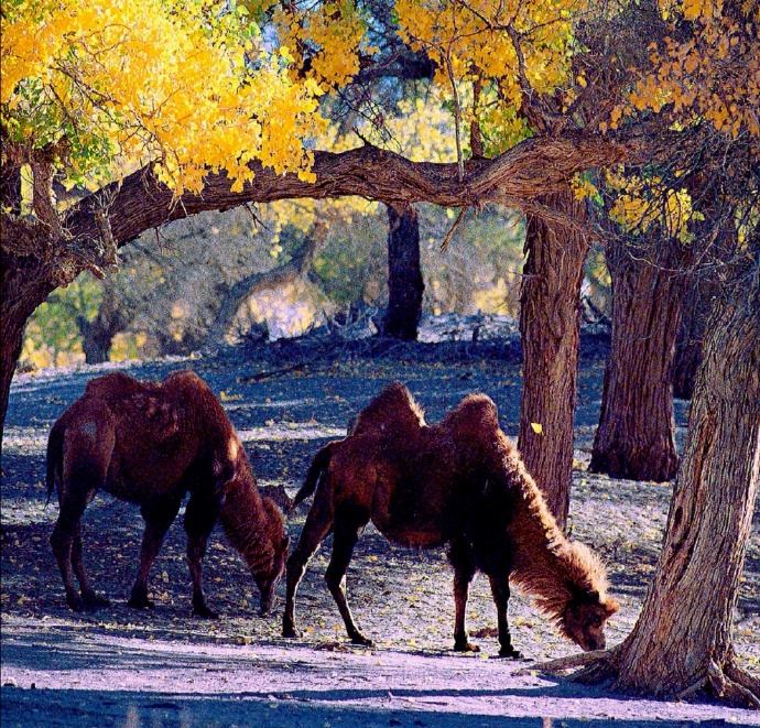 点击大图看下一张：唯美秋景下的骆驼图片