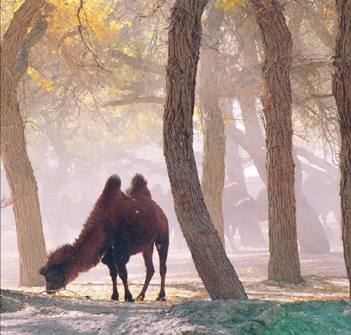 点击大图看下一张：唯美秋景下的骆驼图片