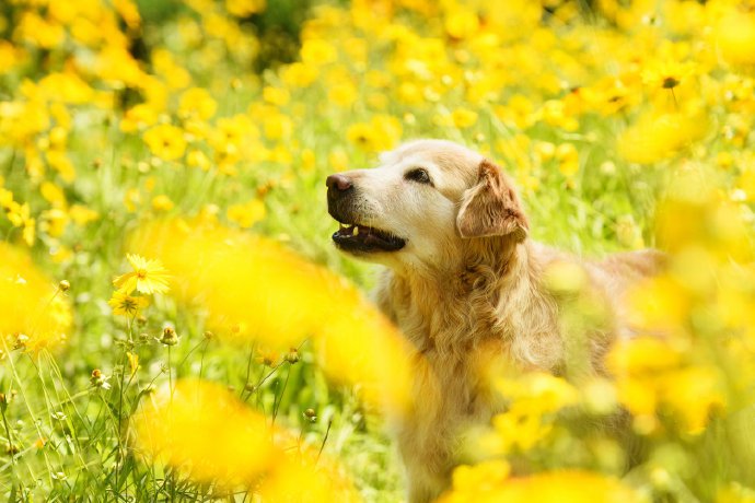 点击大图看下一张：一组超可爱的金毛狗狗图片