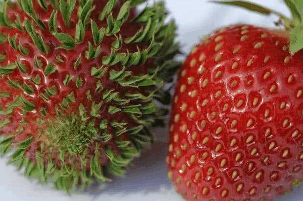 点击大图看下一张：草莓的种子在果实上发芽
