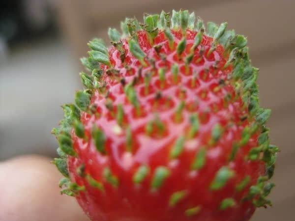 点击大图看下一张：草莓的种子在果实上发芽