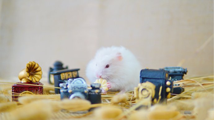 点击大图看下一张：生活多姿多彩的小仓鼠图片
