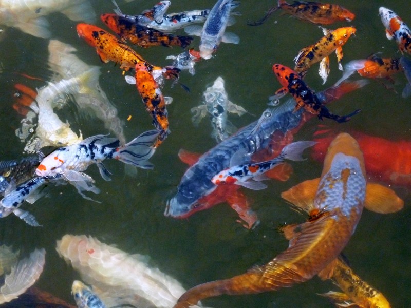 点击大图看下一张：池塘里游得欢快的锦鲤图片