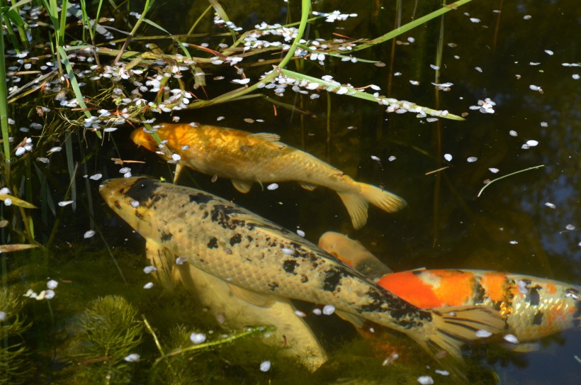 点击大图看下一张：池塘里游得欢快的锦鲤图片