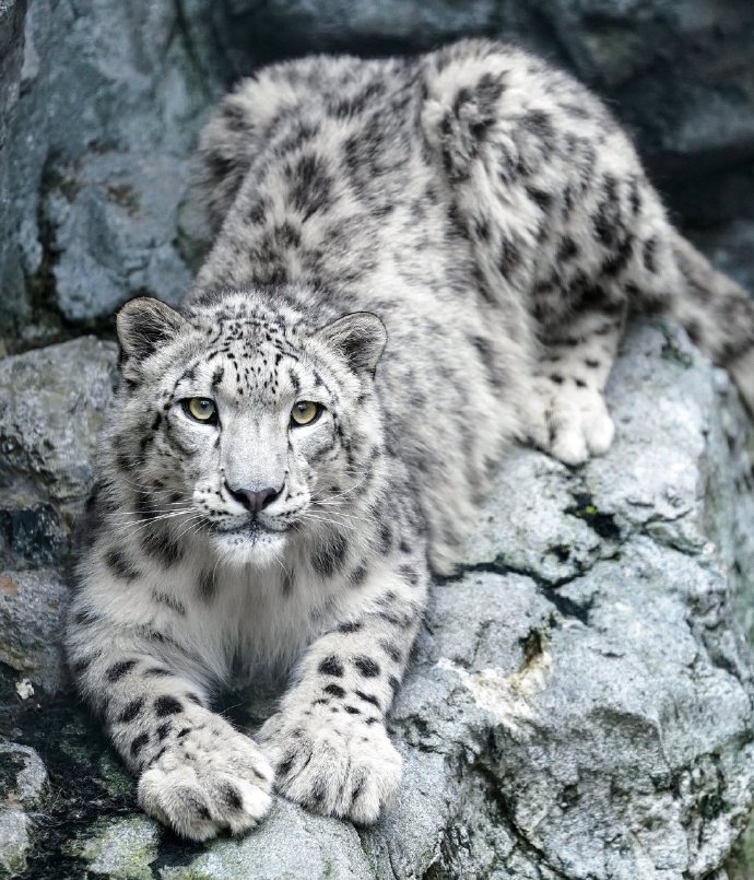 点击大图看下一张：旭山动物园里的雪豹母子