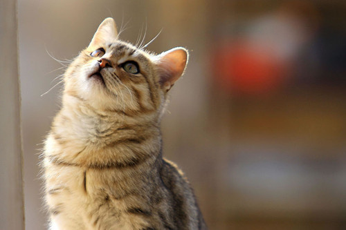 点击大图看下一张：一组可爱猫咪霸气图片