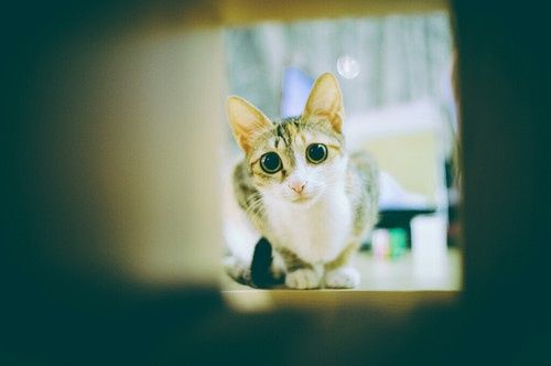 点击大图看下一张：超可爱的淘气猫咪图片