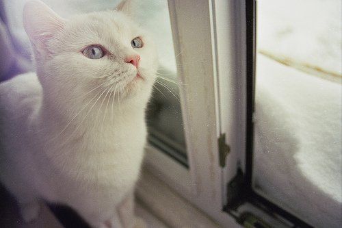 点击大图看下一张：超可爱的淘气猫咪图片
