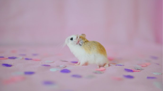 点击大图看下一张：一组小巧超可爱的小仓鼠图片