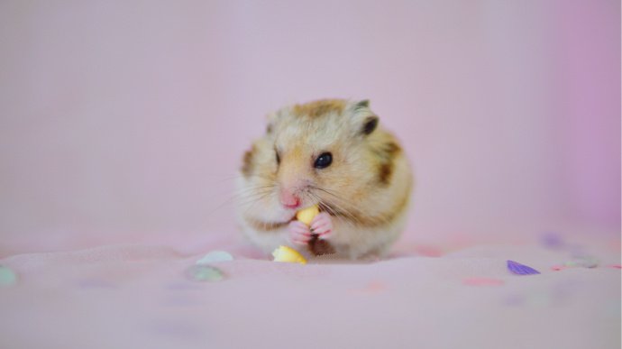 点击大图看下一张：一组小巧超可爱的小仓鼠图片