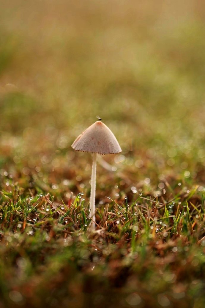 点击大图看下一张：像小雨伞的可爱小蘑菇图片