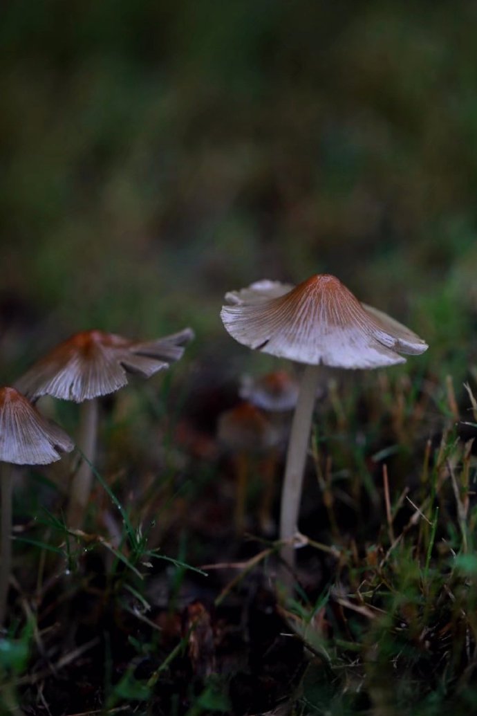 点击大图看下一张：像小雨伞的可爱小蘑菇图片