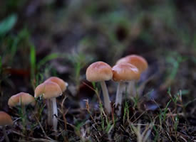 像小雨伞的可爱小蘑菇图片
