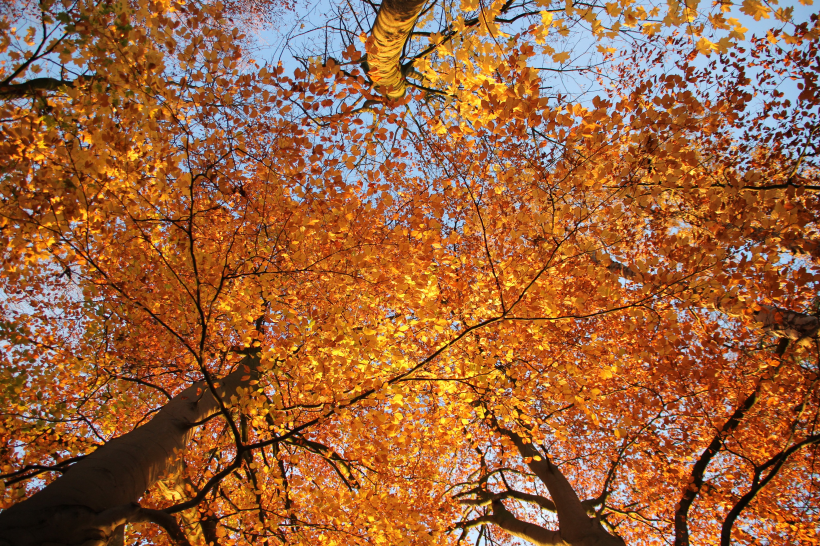 点击大图看下一张：深秋金黄的树林图片