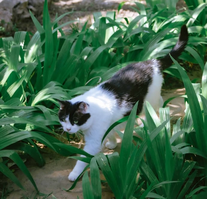 点击大图看下一张：小步行走的猫咪图片
