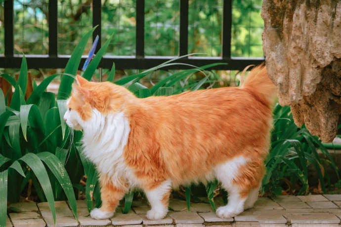 点击大图看下一张：小步行走的猫咪图片