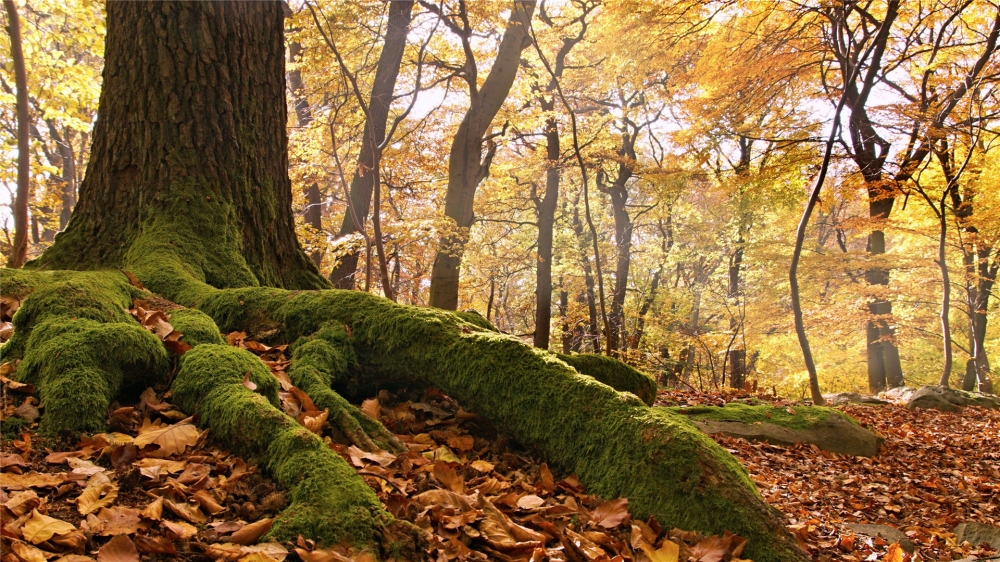 点击大图看下一张：深秋落叶森林高清桌面壁纸