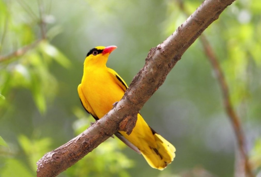 点击大图看下一张：黄鹂鸟精美高清图片欣赏