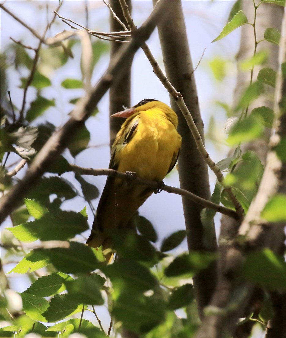点击大图看下一张：在树上休息的黄鹂鸟图片