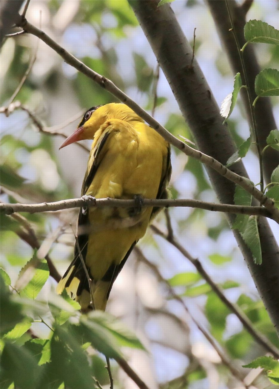 点击大图看下一张：在树上休息的黄鹂鸟图片