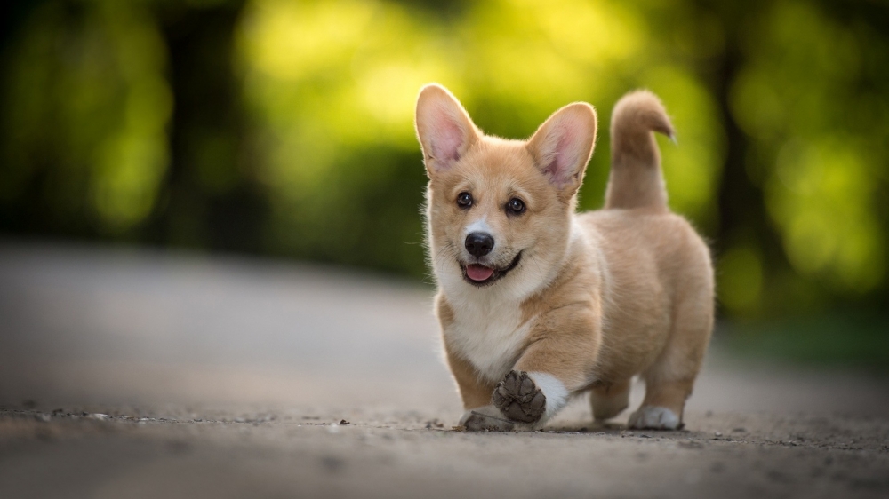 点击大图看下一张：可爱短腿柯基犬高清桌面壁纸