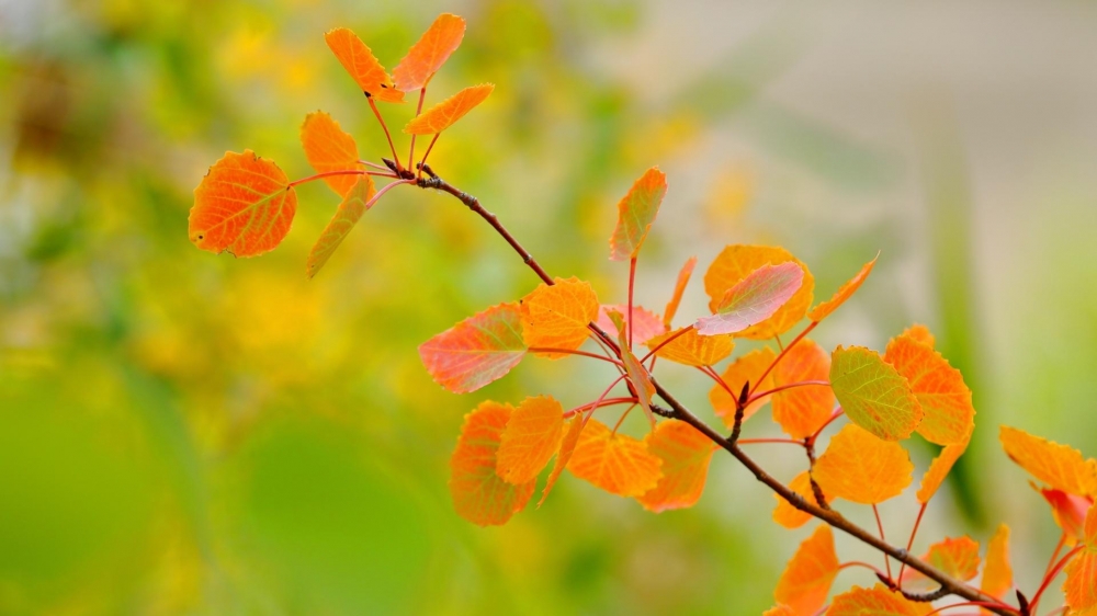 点击大图看下一张：秋日枫叶摄影唯美高清桌面壁纸