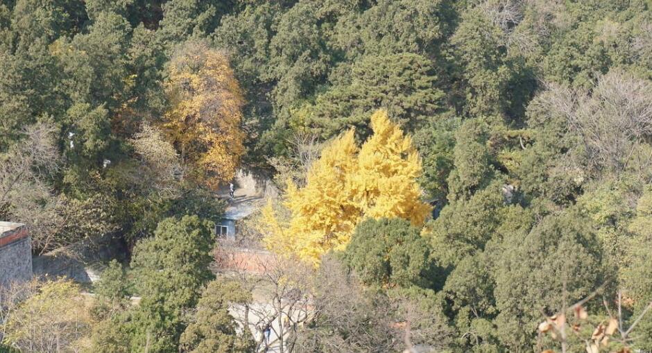 点击大图看下一张：迷人的香山公园秋景图片