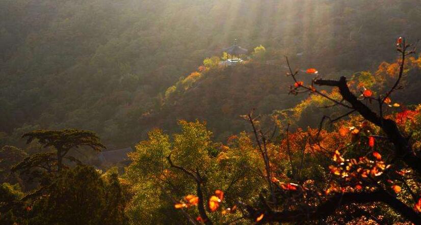 点击大图看下一张：迷人的香山公园秋景图片