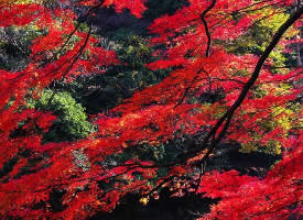 迷人的香山公园秋景图片