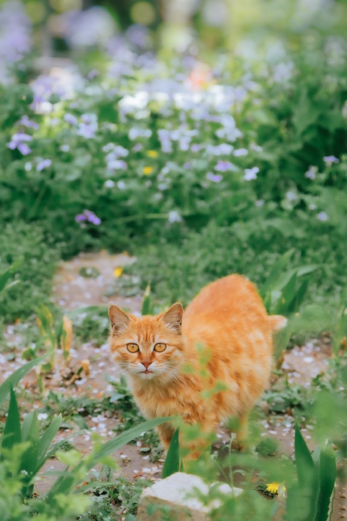 点击大图看下一张：忠诚好饲养的中华田园猫图片